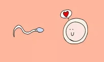 卵泡大小和试管婴儿成功有关吗？